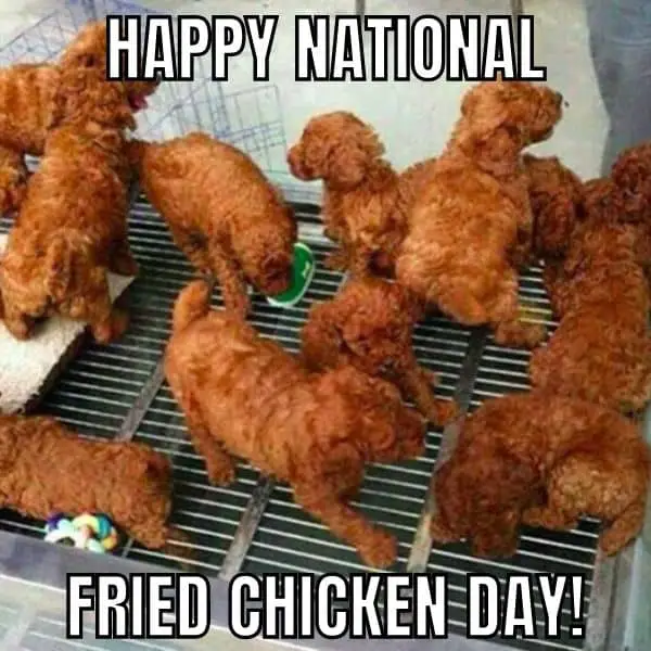 Happy National Fried Chicken Day Meme on Dog