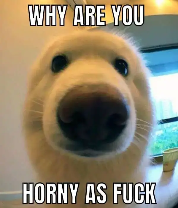 Horny As Fuck Meme on Dog