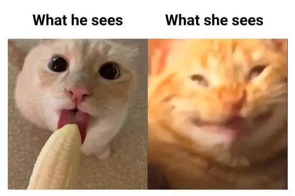 Horny Blowjob Meme on Cat