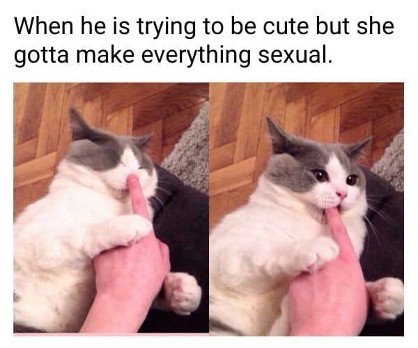 Horny Cute Meme on Cat