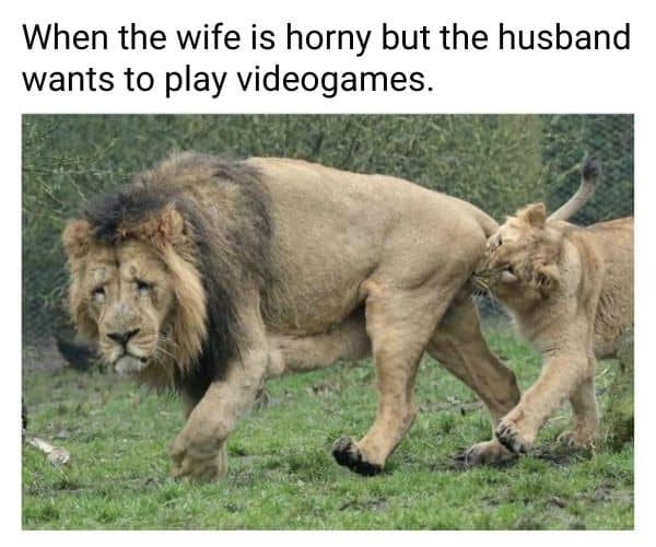 Horny Wife Meme on Lion
