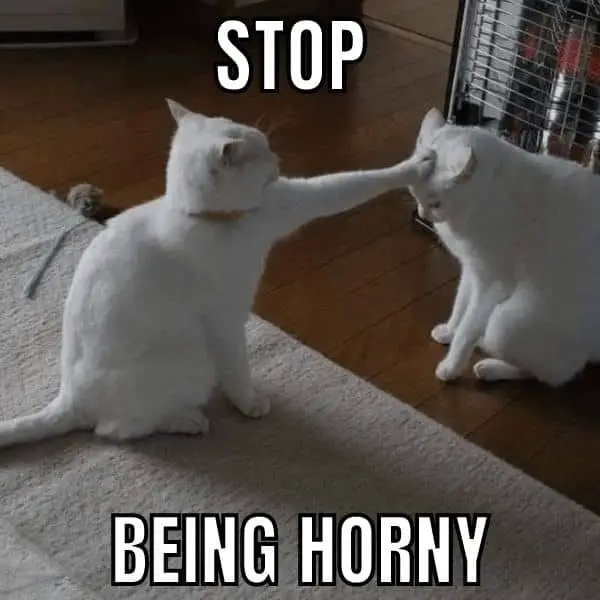 Stop Being Horny Meme on Cat