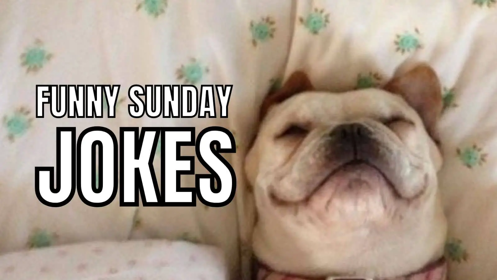 Sunday Jokes on Dog