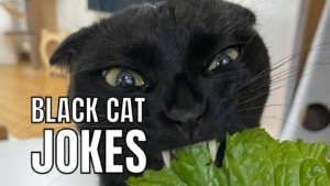 Black Cat Jokes For Kids