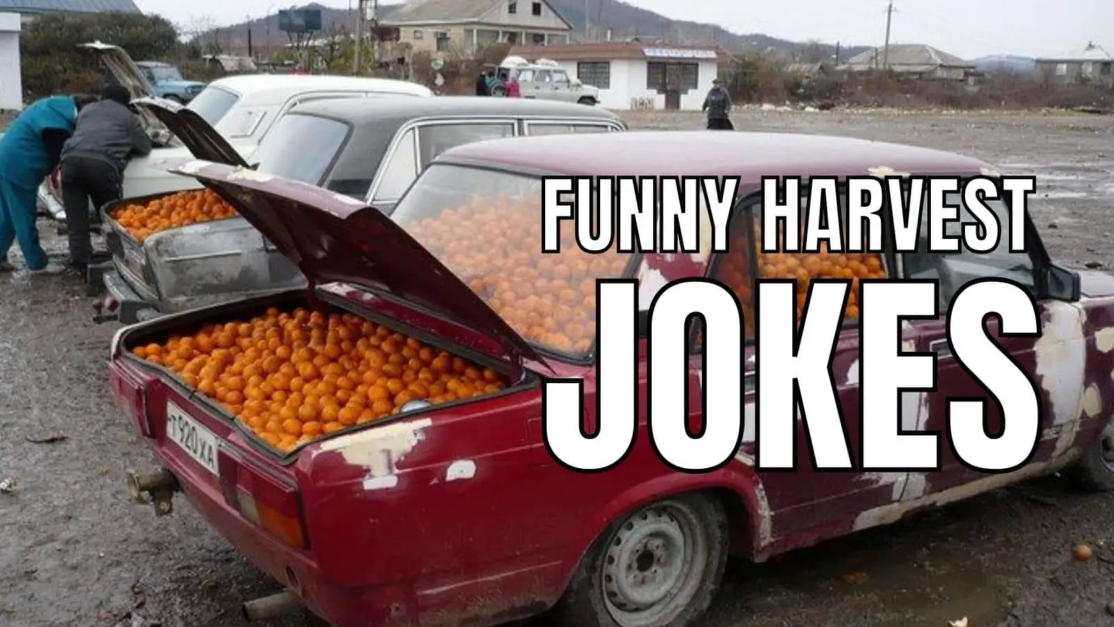 Harvest Jokes For Farmers
