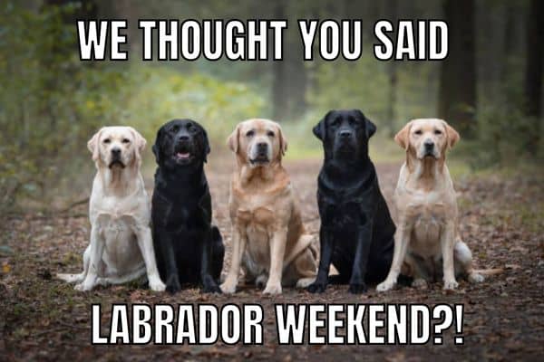 Labrador Weekend Meme