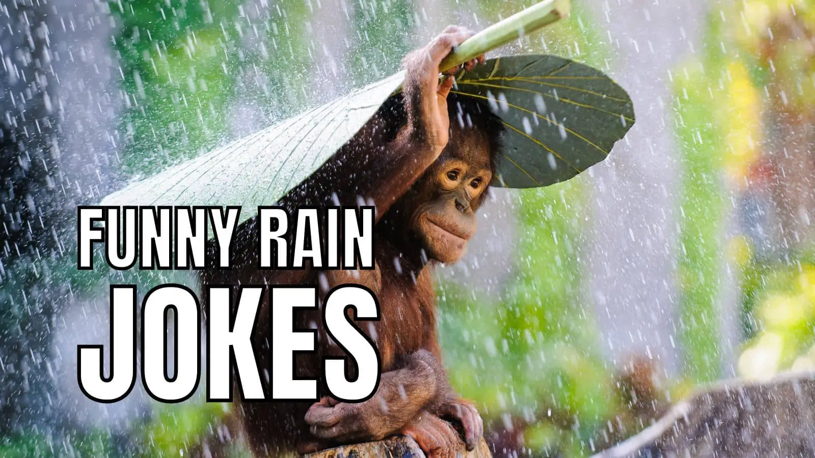 75 Funny Rain Jokes For Any Season Of 2023 - HumorNama