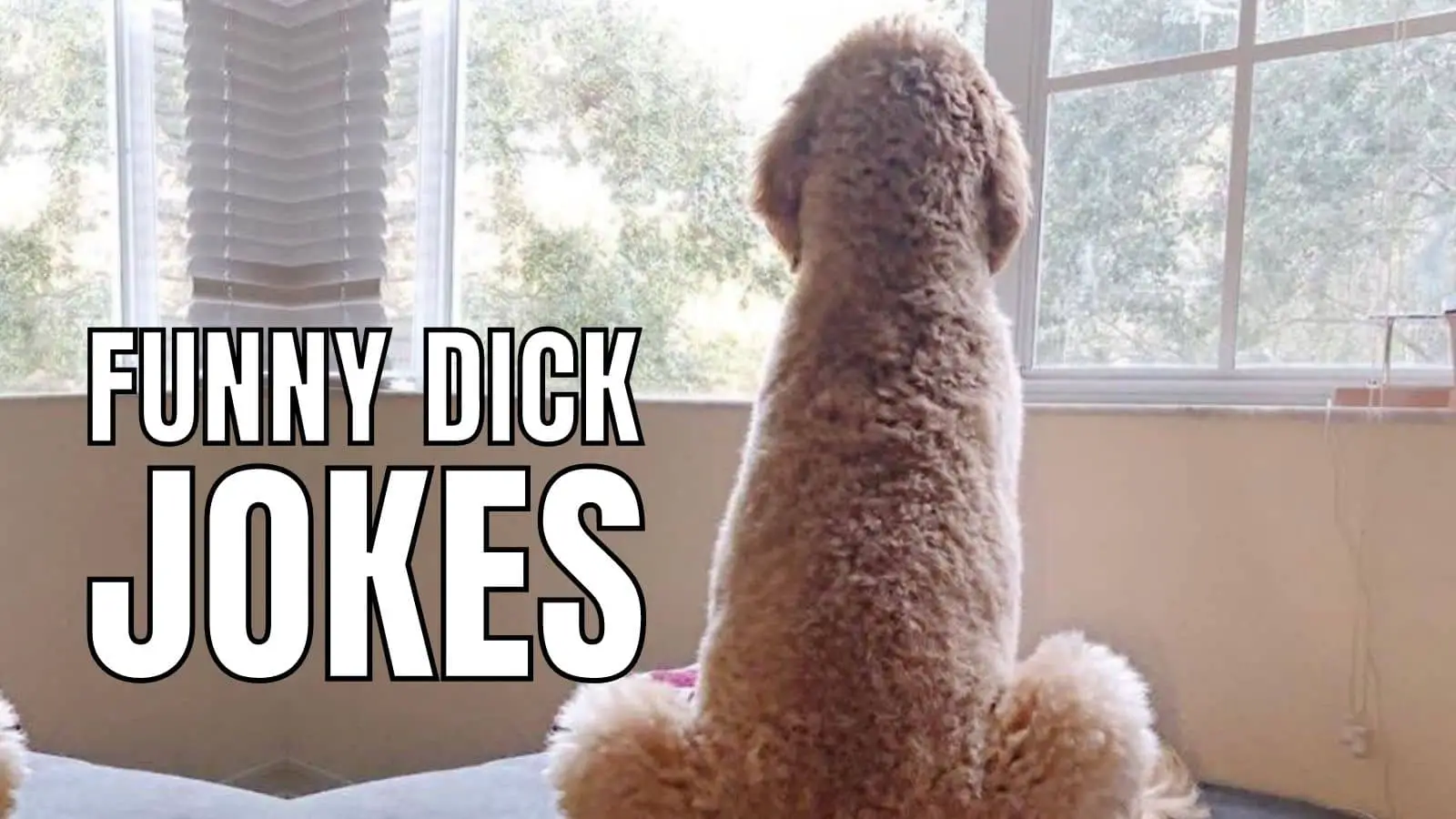Funny Big Dick Porn - 90 Funny Dick Jokes & Puns For Every Size - HumorNama