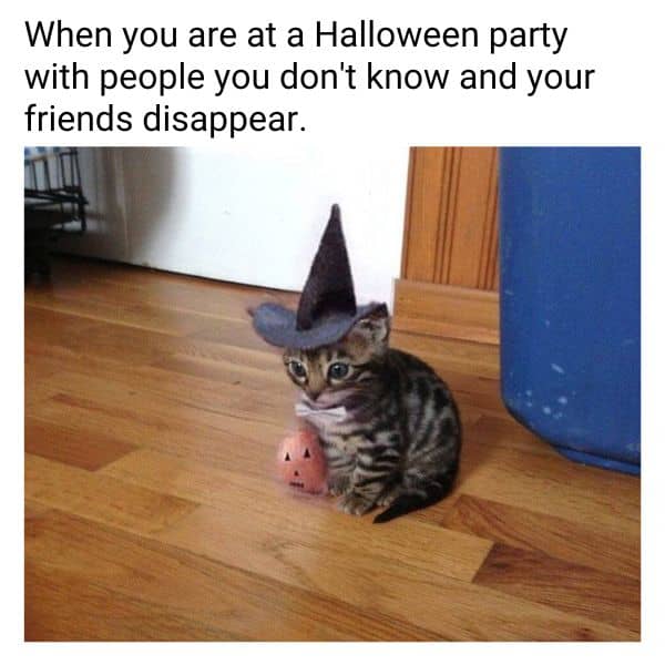 Cute Halloween Cat Meme on Friend Party