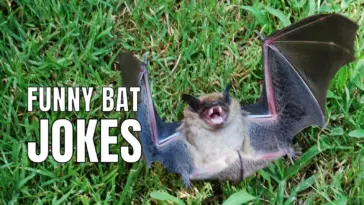 65 Funny Bat Jokes And Puns For Halloween In 2023