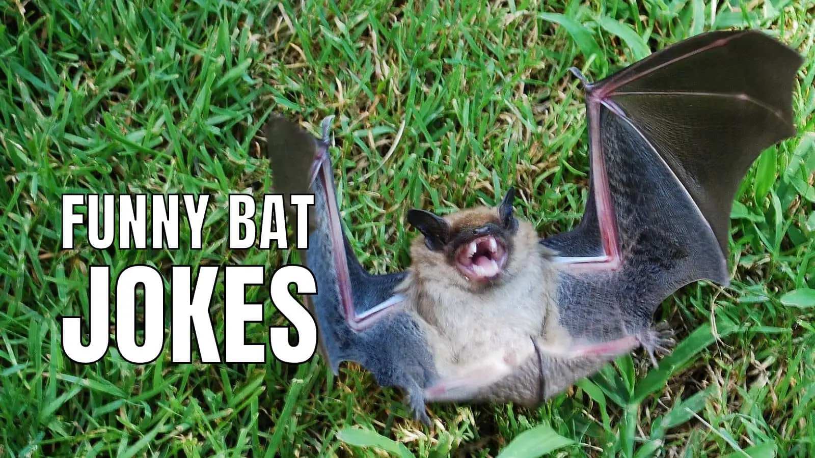 Funny Bat Jokes And Puns for Halloween