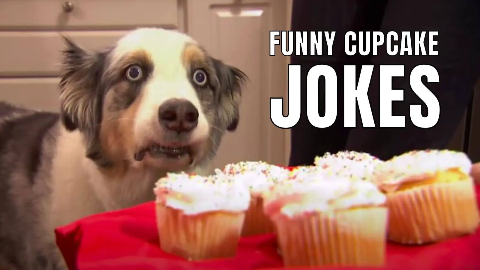 Funny Cupcake Jokes on Dessert