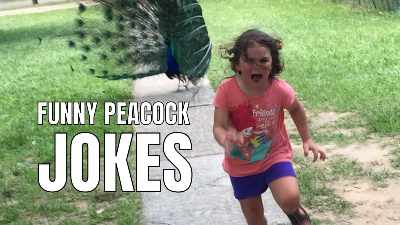 Funny Peacock Jokes on Bird