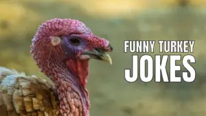 Funny Turkey Jokes for Thanksgiving