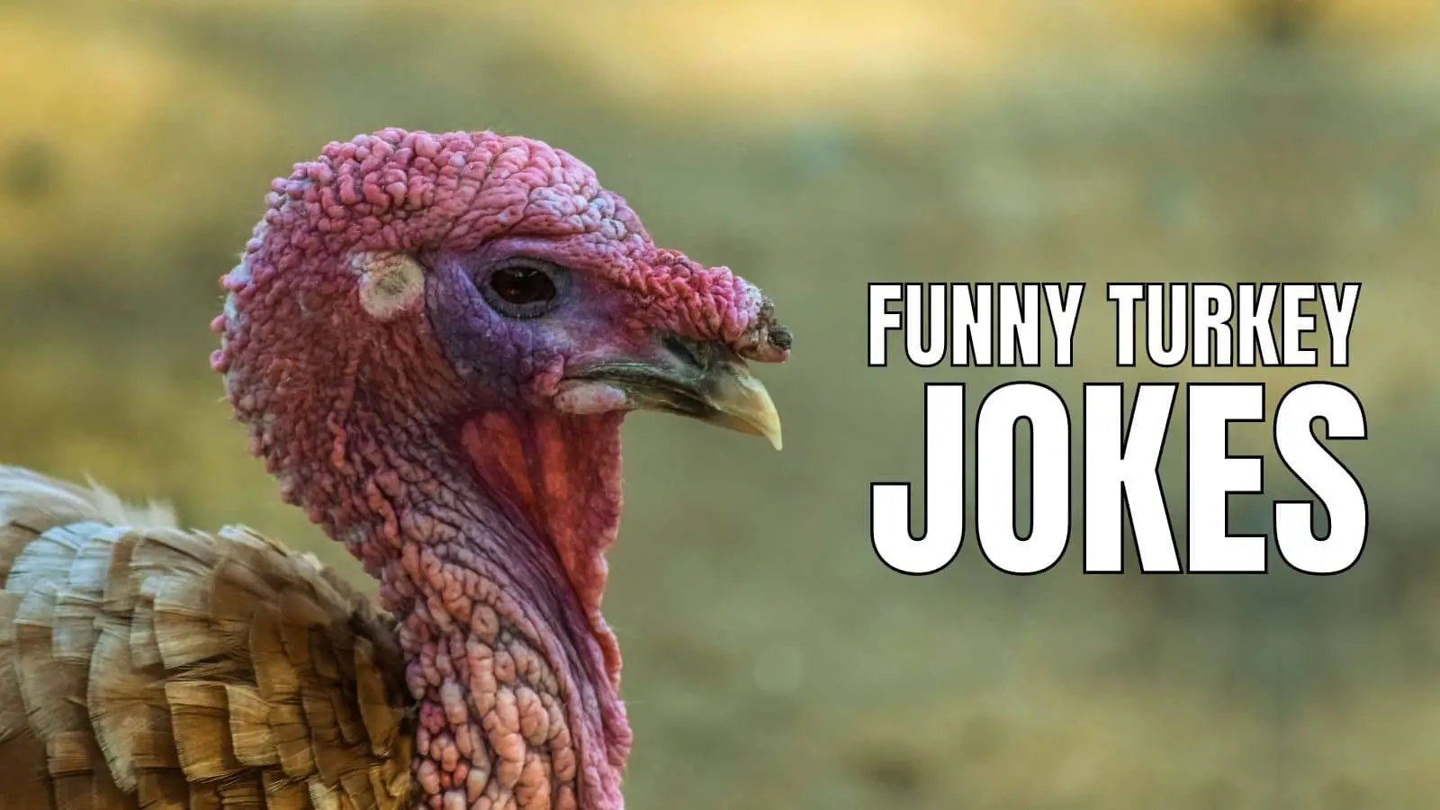 Top 150 Funny Thanksgiving Jokes