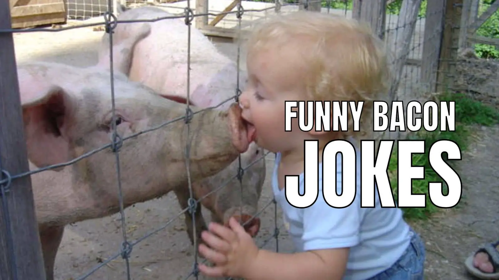 Funny Bacon Jokes And Puns