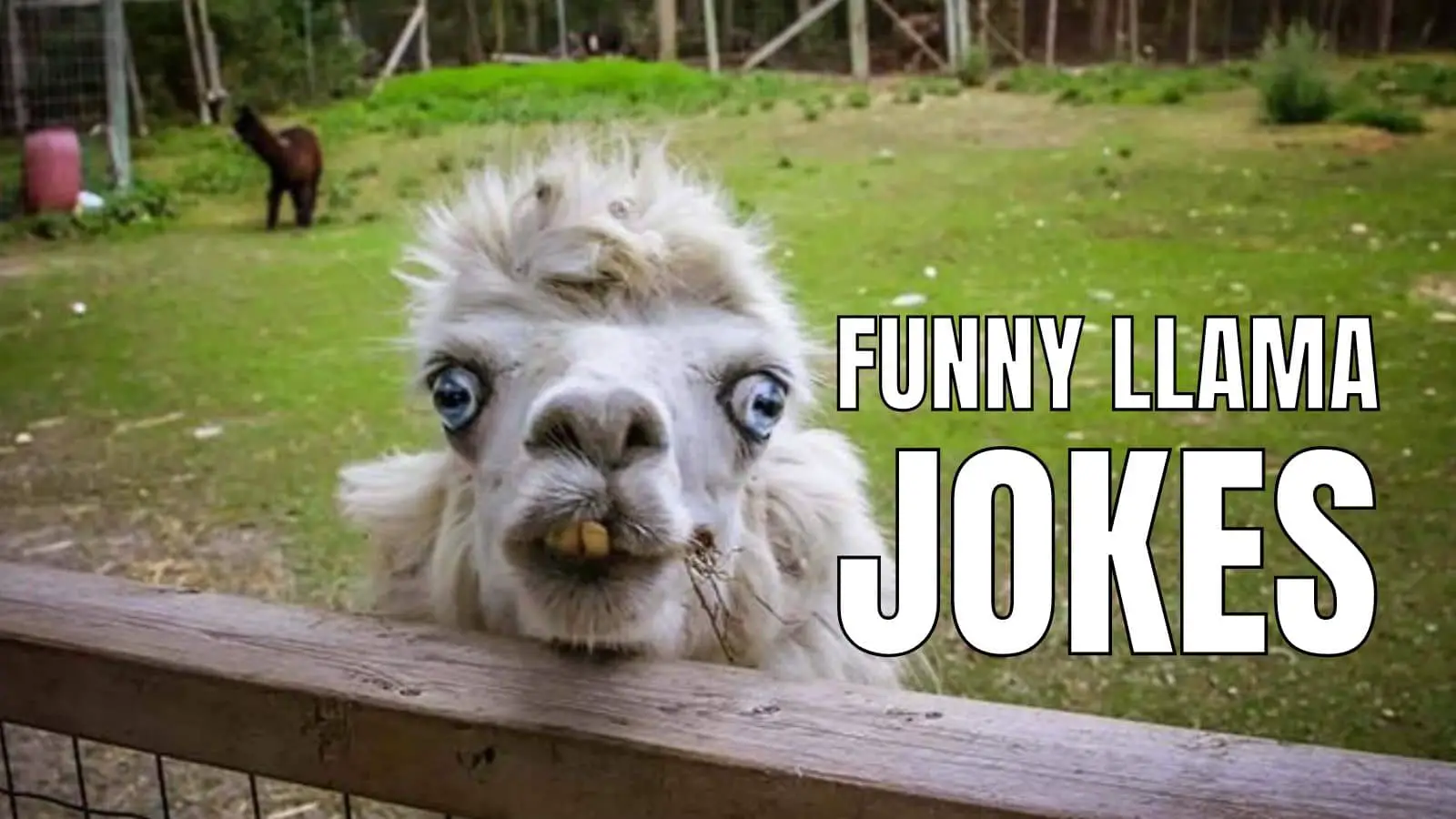 Funny Llama Jokes On Alpaca