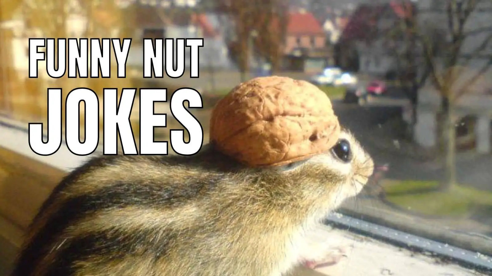80 Funny Nut Jokes And Puns That Are Acorn-y