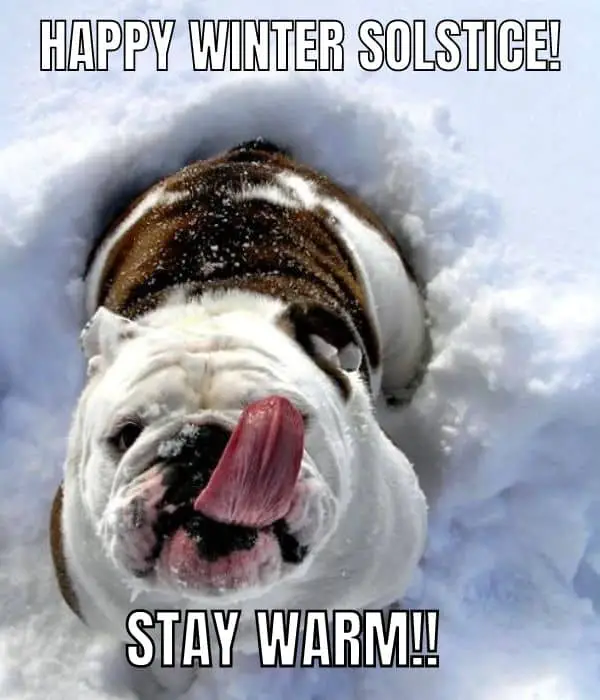 Funny Winter Solstice Meme on Dog
