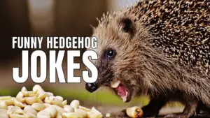 Funny Hedgehog Jokes And Puns