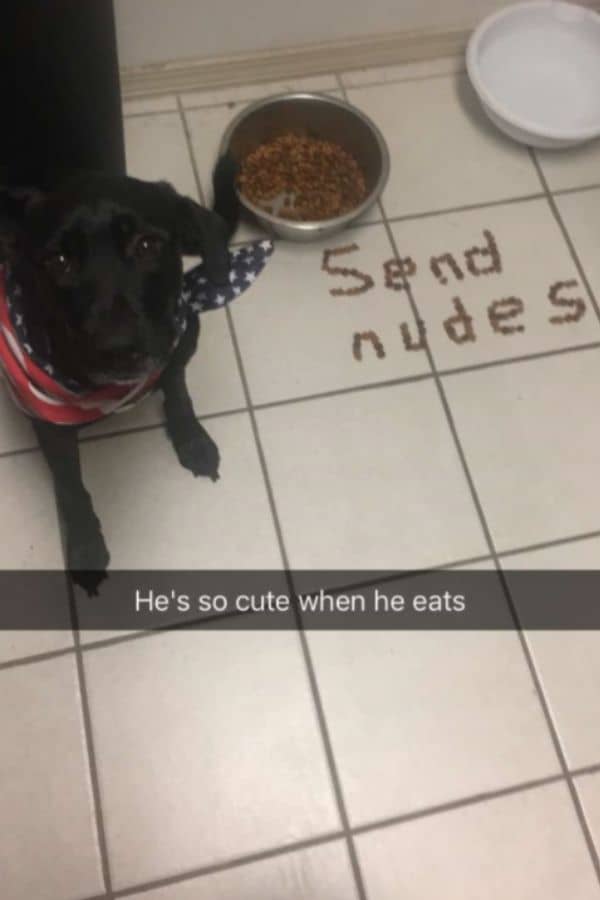 Cute Send Nudes Meme on Dog