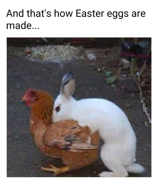 Dirty Easter Egg Meme on Rabbit and Hen