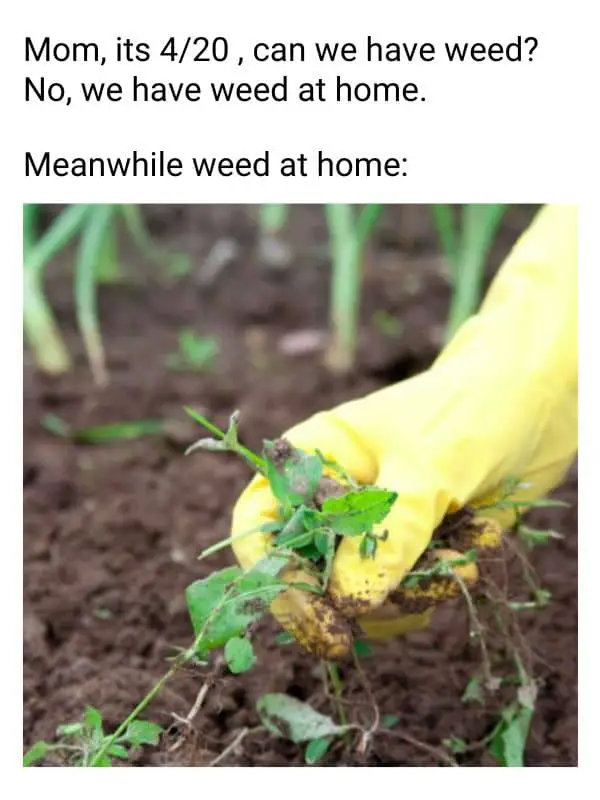 Weed At Home Meme