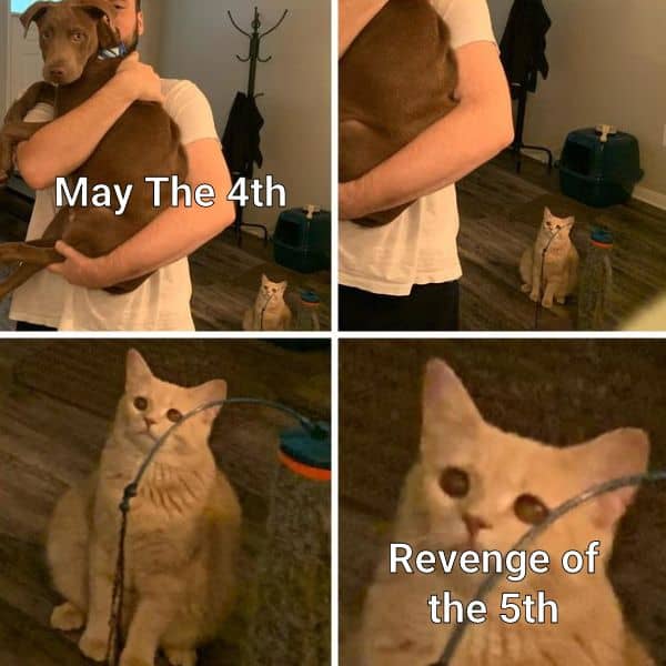 Happy Revenge Of The Fith Meme on Cat