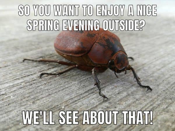 June Bug Meme on Spring