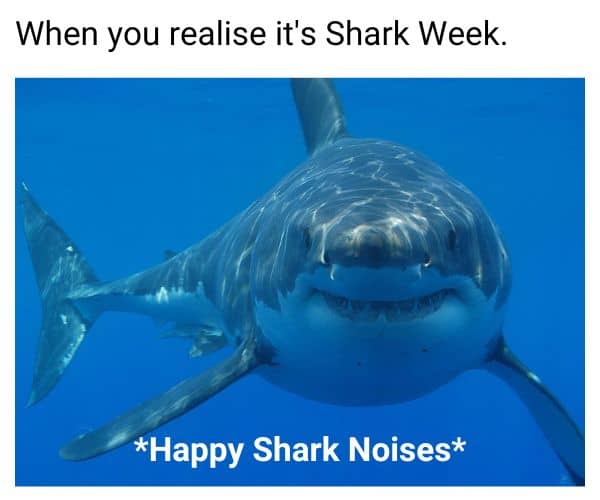 Its Shark Week Meme on Happy Shark