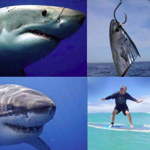 Shark Week Bait Meme