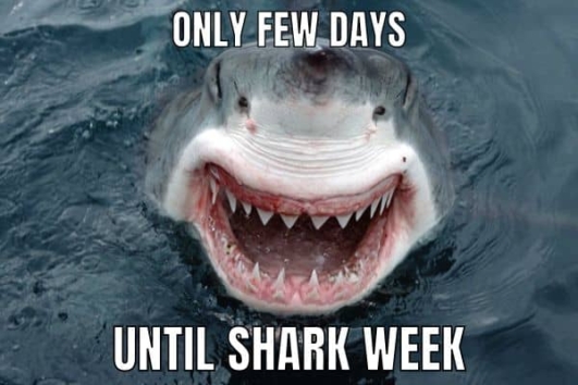 20 Funny Shark Week Memes That Are Fin-tastic In 2023