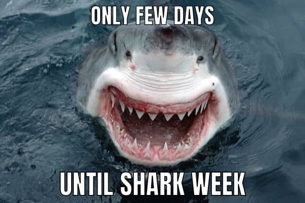 Shark Week Is Coming Meme