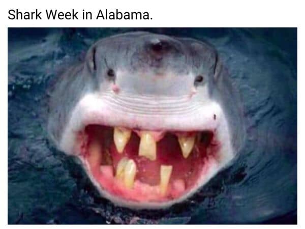 Shark Week in Alabama Meme