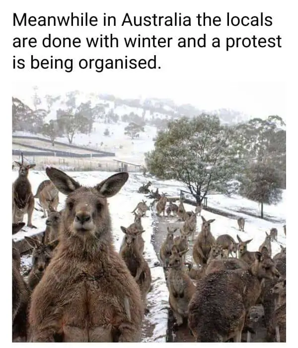 Meanwhile in Australia Winter Meme