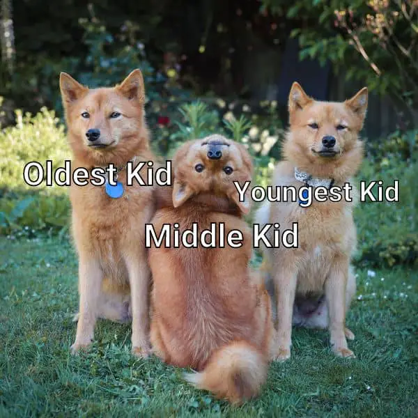 Middle Kid Meme on Dogs