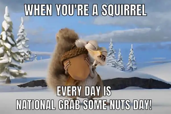 National Grab Some Nuts Day Meme on Scrat
