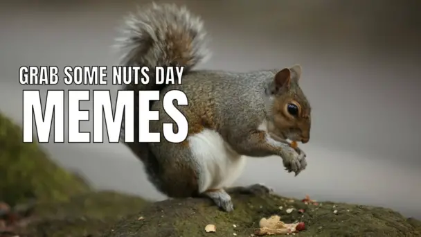 10 Funny National Grab Some Nuts Day Memes In 2023