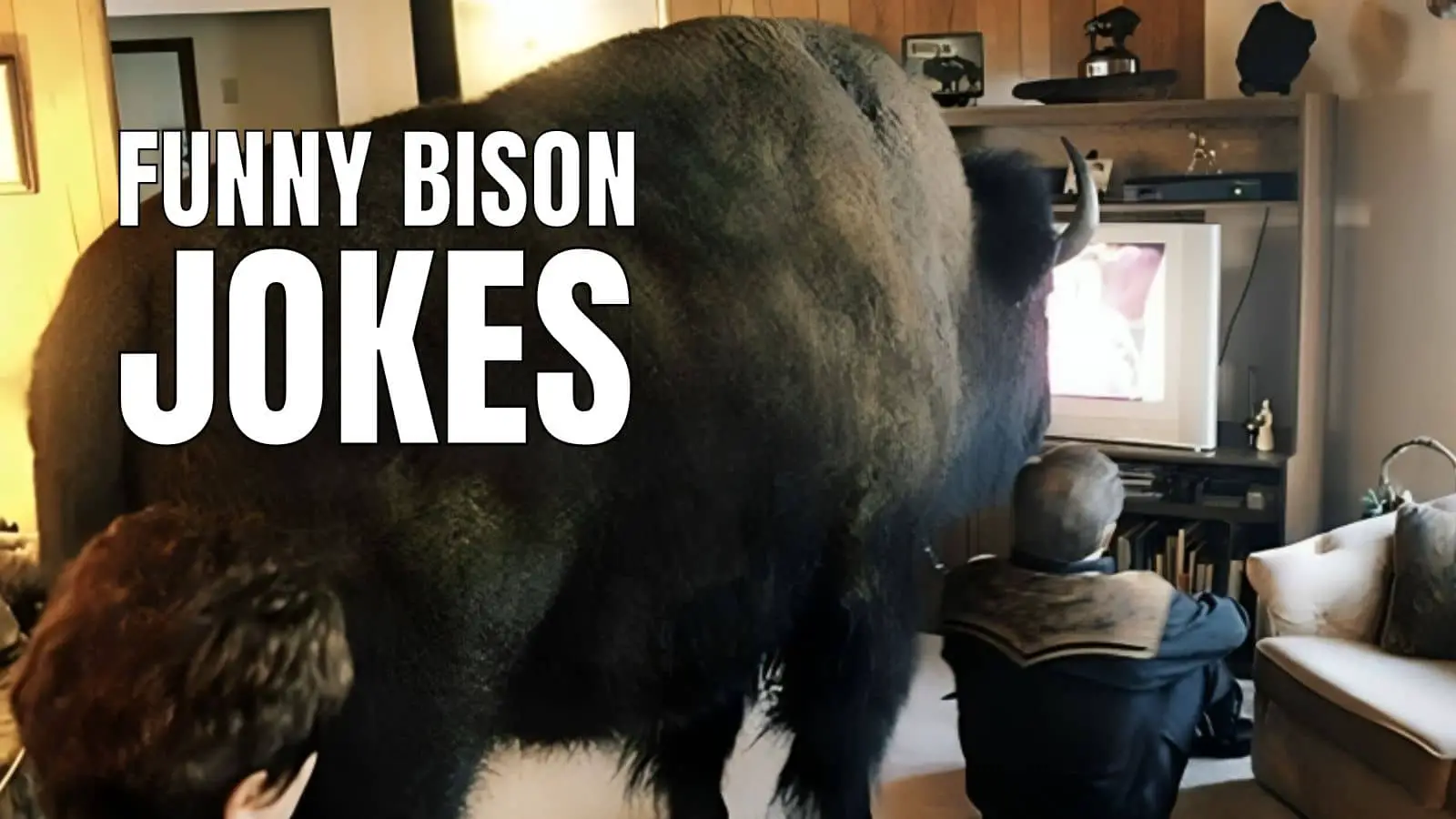 Funny Bison Jokes on Buffalo