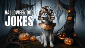 Funny Halloween Dog Jokes