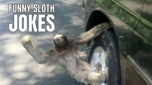 Funny Sloth Jokes on Lazy Animal