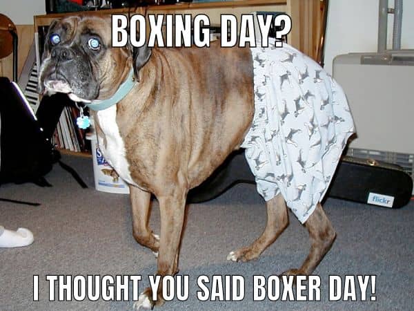 Boxer Day Meme on Dog