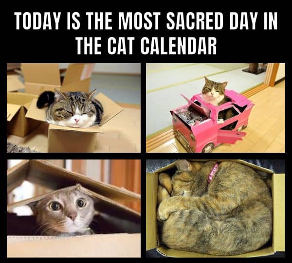 Cat Calendar Meme on 26 December