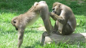 Funny Anus Puns on Monkeys