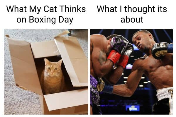 Funny Boxing Day Cat Meme