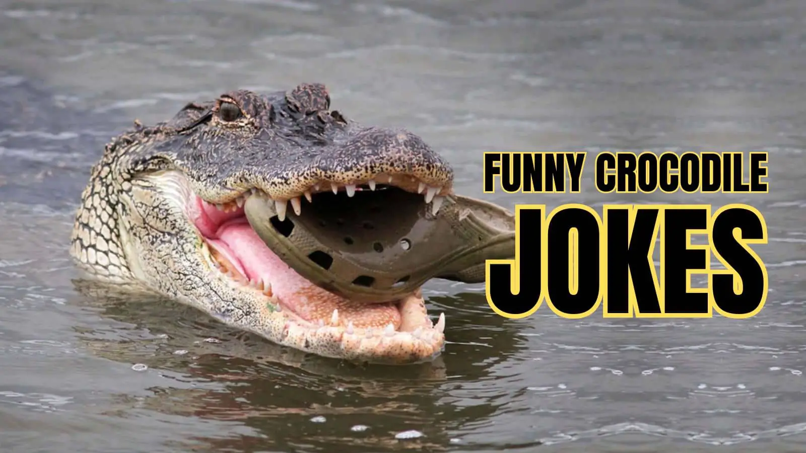 Funny Crocodile Jokes on Reptile