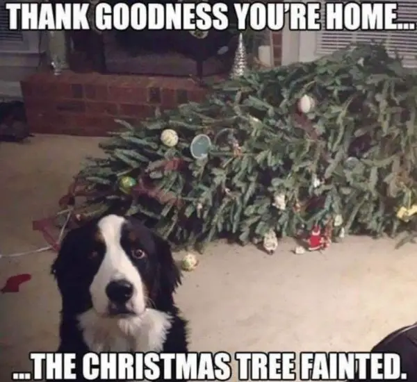 40 Funny Christmas Memes Full of Holiday Fun in 2025 Dog with Christmas Tree Meme