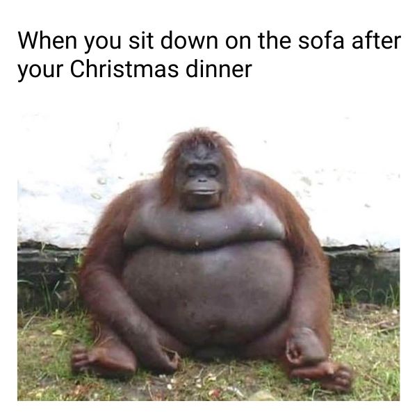 40 Funny Christmas Memes Full of Holiday Fun in 2025 Sitting After Christmas Dinner Meme