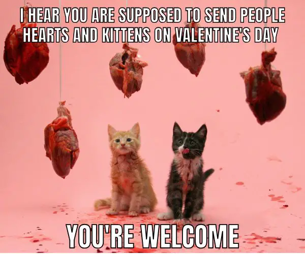 Gifting Hearts and Kittens on Valentine's Day Meme