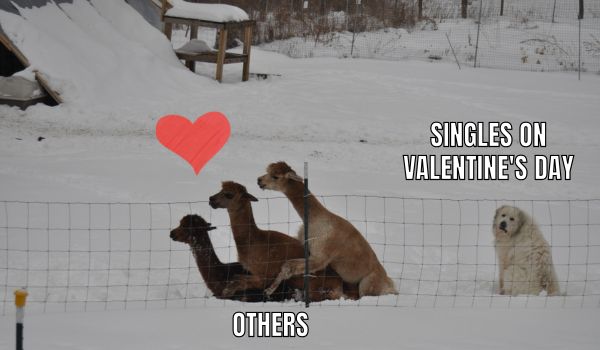 Single vs Couple Meme on Valentine's Day